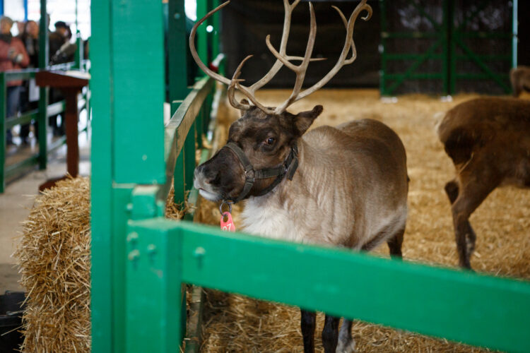Santa’s Reindeer Receive Clean Bill of Health for Special Deliveries Across Pennsylvania on Christmas Eve